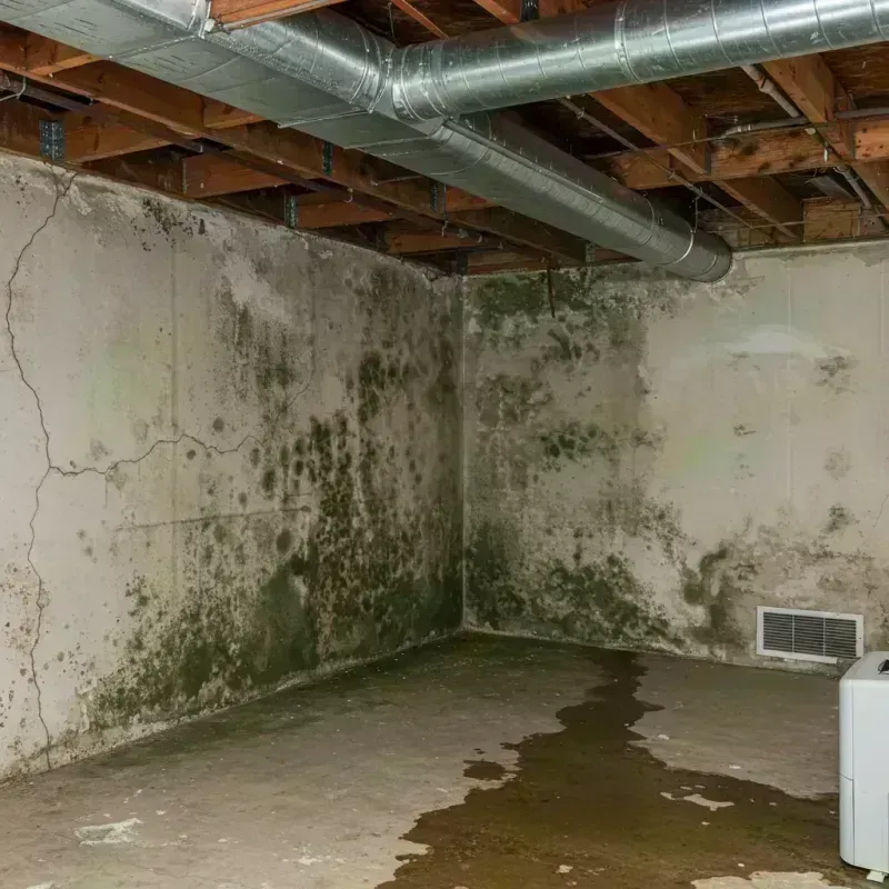 Professional Mold Removal in Harvard, IL